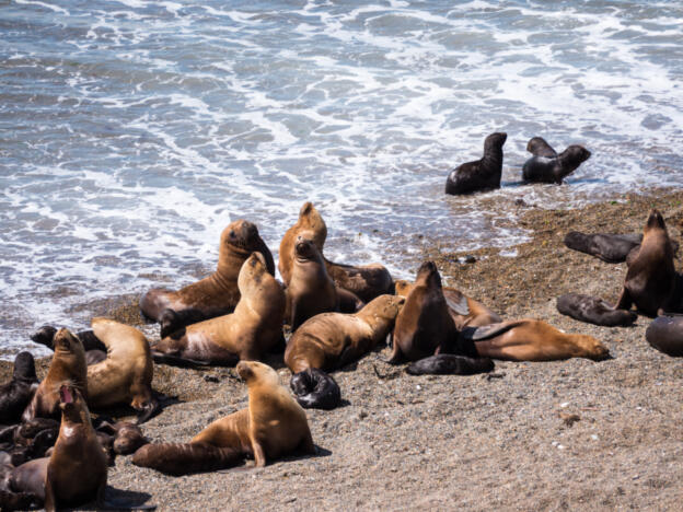 Península Valdés - Punta Norte