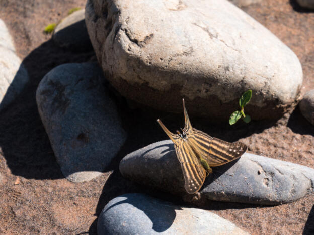 Parque Nacional Madidi