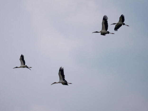 Pantanal - Transpantaneira (North)