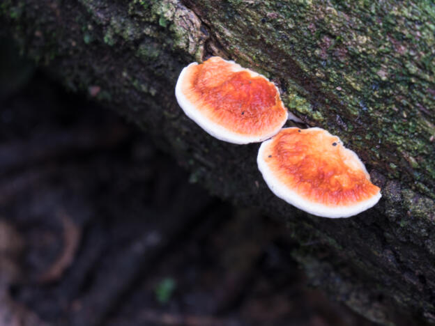Parque Nacional Madidi
