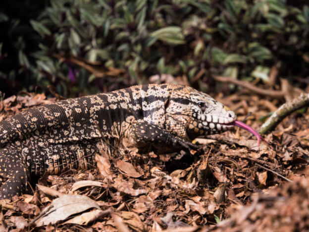 Foz do Iguaçu - Iguassu Eco Hostel