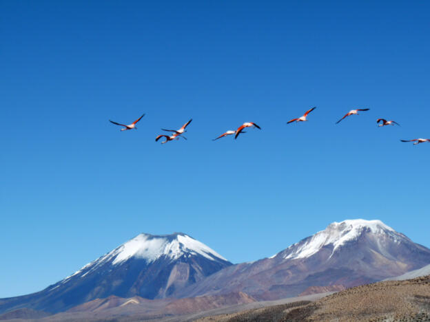 Sajama: Volcanes Parinacota + Pomerane