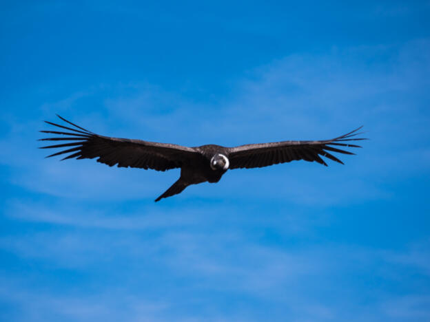 Cañón del Colca - Cruz del Cóndor