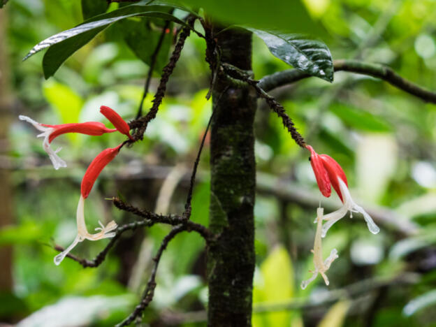 Parque Nacional Madidi