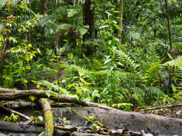Parque Nacional Madidi