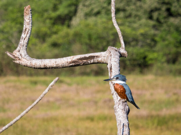Pantanal - Estrada Parque (South)