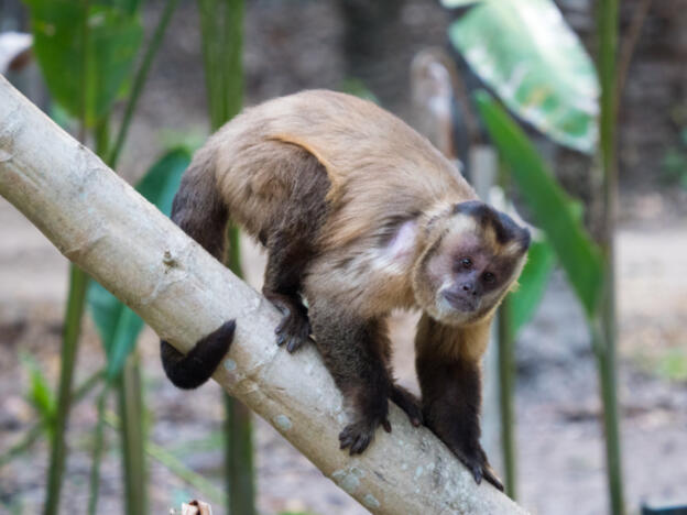 Pantanal - Porto Jofre - Jaguar Camp