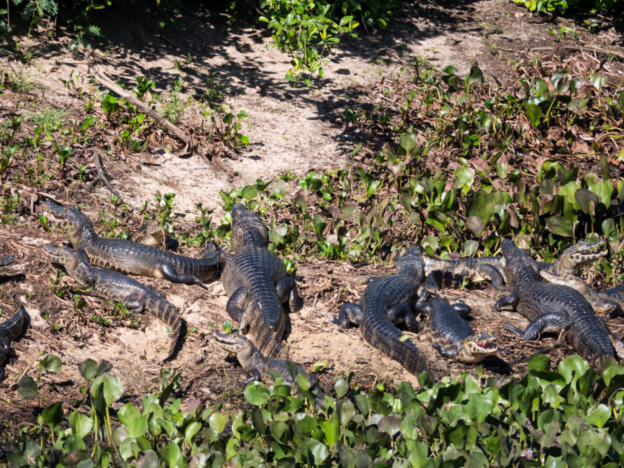 Pantanal - Estrada Parque (South)