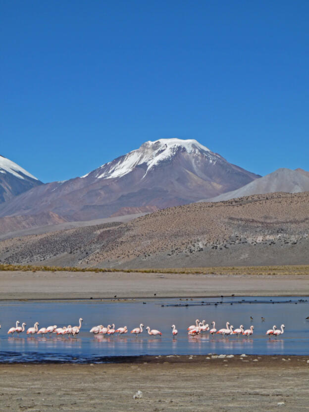 Sajama: Laguna Huaña Kkota mit Volcán Pomerane