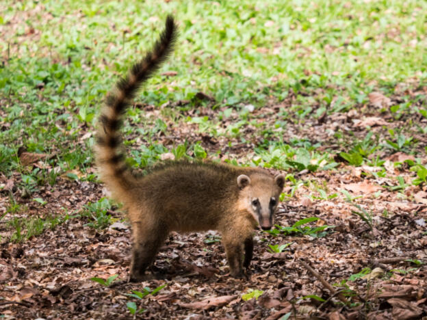 Foz do Iguaçu - Iguassu Eco Hostel