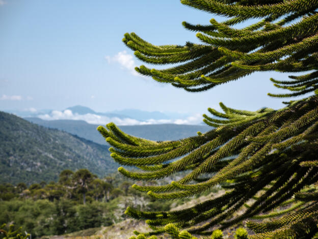 Parque Nacional Villarrica
