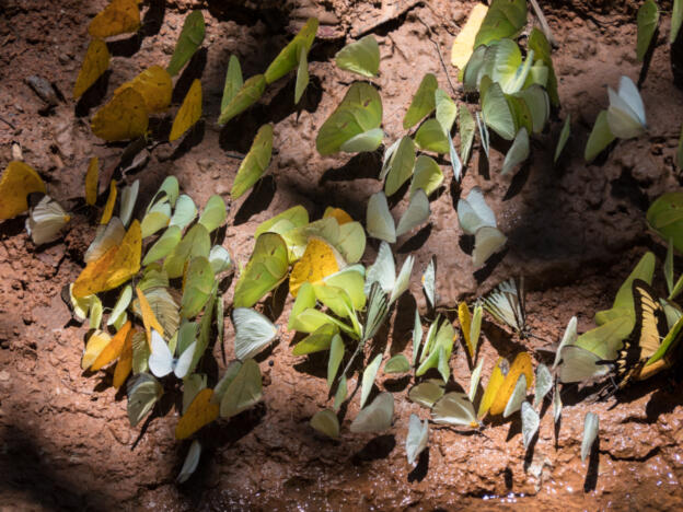 Parque Nacional Madidi