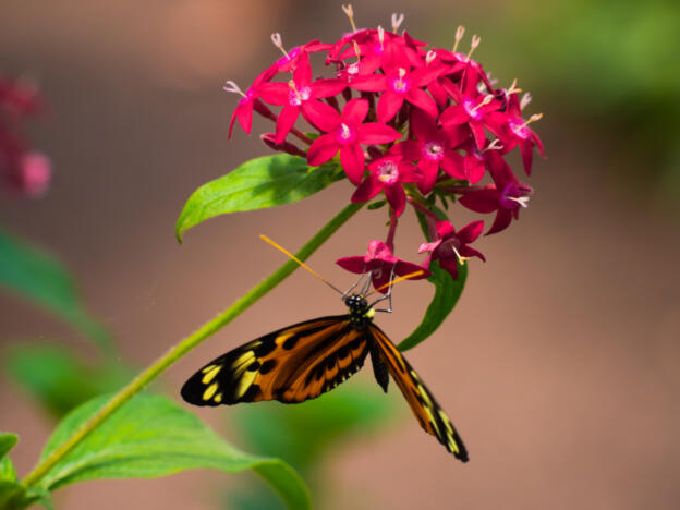Mariposaria de Mindo