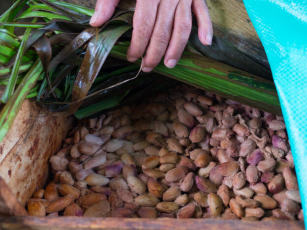 Finca San Luis - Cacao Tour - Fermentation