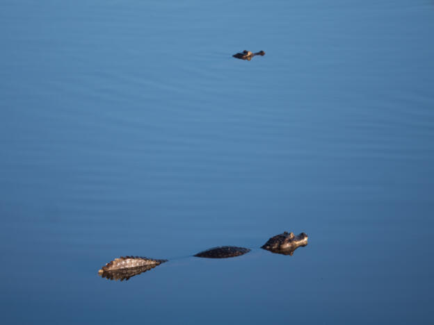 Pantanal - Estrada Parque (South)