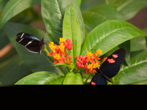 Mariposaria de Mindo