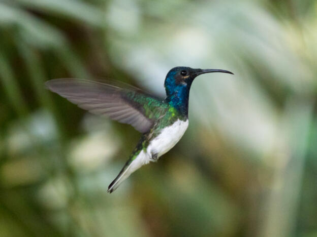 Mariposaria de Mindo