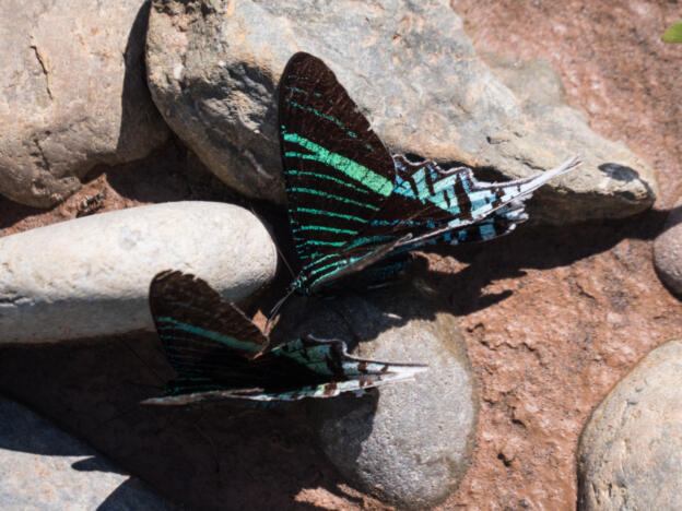 Parque Nacional Madidi