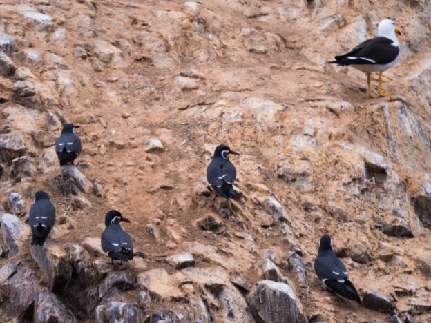 Paracas - Islas Ballestas