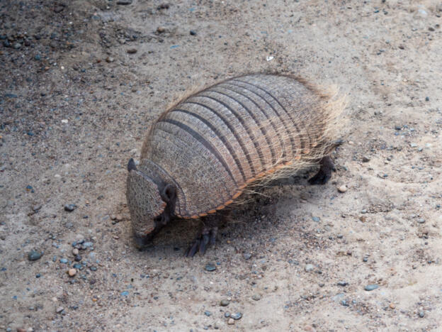 Península Valdés - Punta Norte
