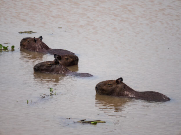 Pantanal - Transpantaneira (North)