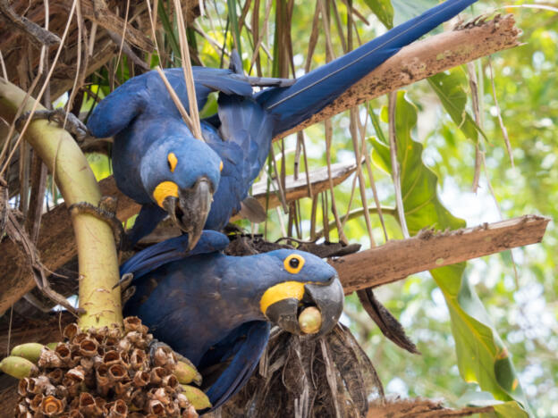 Pantanal - Porto Jofre - Jaguar Camp