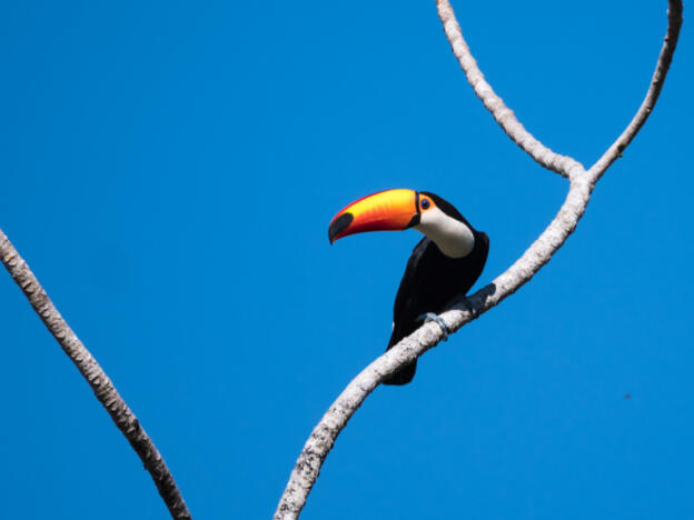 Pantanal - Estrada Parque (South)