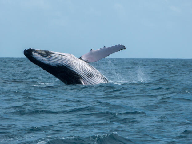 Bootsfahrt von Caravelas zum PN Marinho de Abrolhos