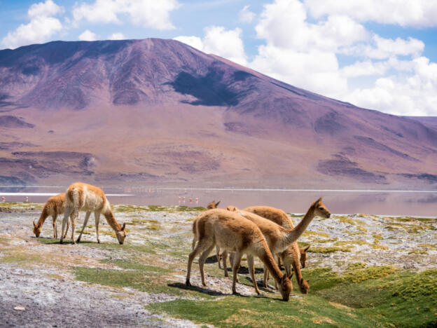 Laguna Colorada